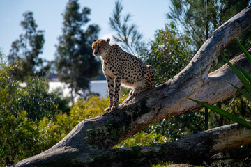 Cheetah (Acinonyx jubatus) © Tara