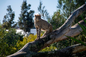 Cheetah (Acinonyx jubatus) © Tara