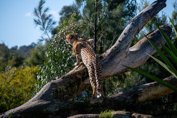 Cheetah (Acinonyx jubatus) © Tara