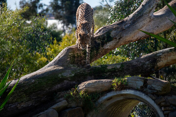 Cheetah (Acinonyx jubatus) © Tara