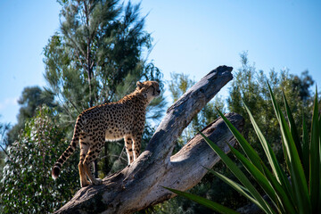 Cheetah (Acinonyx jubatus) © Tara