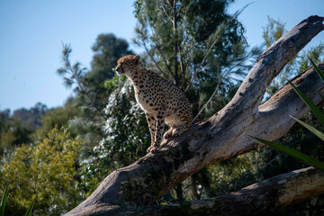 Cheetah (Acinonyx jubatus) © Tara