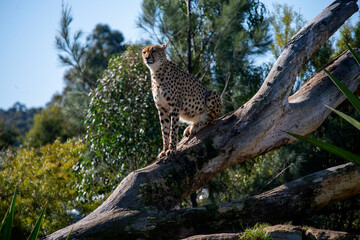 Cheetah (Acinonyx jubatus) © Tara