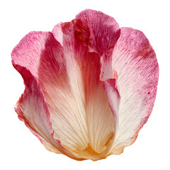 A close-up view of a vibrant pink and white flower with intricate petals.