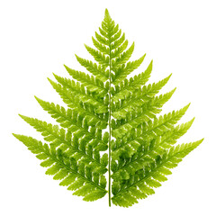 A vibrant and detailed illustration of a fern leaf with intricate patterns and shades of green