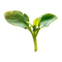 A close-up view of a small plant with three vibrant green leaves and water droplets