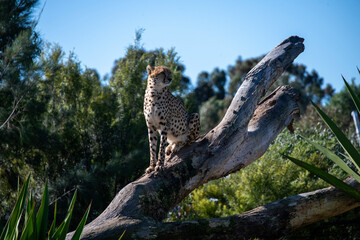 Cheetah (Acinonyx jubatus) © Tara