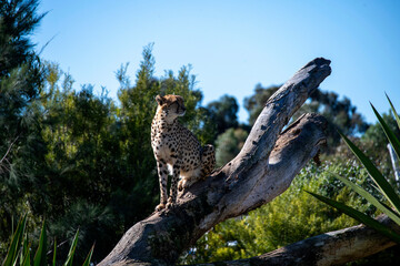 Cheetah (Acinonyx jubatus) © Tara