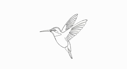 Fototapeta premium One-line drawing of a hummingbird in flight with wings spread wide