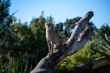 Cheetah (Acinonyx jubatus) © Tara