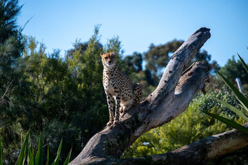Cheetah (Acinonyx jubatus) © Tara