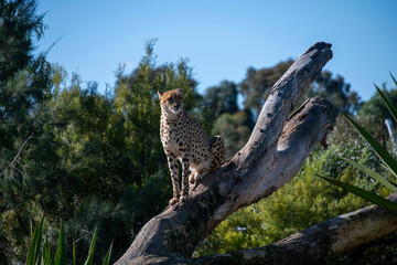 Cheetah (Acinonyx jubatus) © Tara