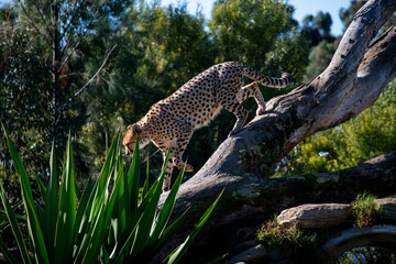 Cheetah (Acinonyx jubatus) © Tara