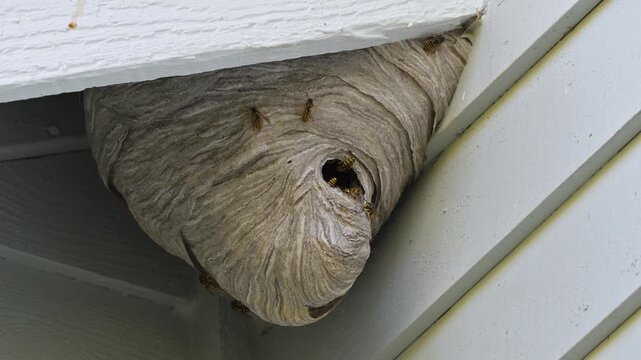 Large active wasp nest with opening under roof eave