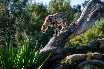 Cheetah (Acinonyx jubatus) © Tara