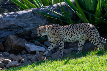 Cheetah (Acinonyx jubatus) © Tara