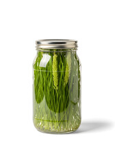 Glass jar filled with vibrant green grass and wheat, indoors, bright lighting
