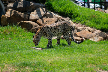 Cheetah (Acinonyx jubatus) © Tara