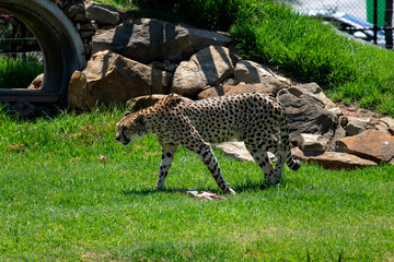 Cheetah (Acinonyx jubatus) © Tara