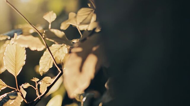 Deciduous tree branch showcasing vibrant golden and brown foliage backlit by a warm, ethereal sun flare, creating a peaceful and serene natural aesthetic for seasonal concepts