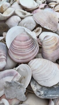 praia cheia de conchinhas em San Antonio Este. Argentina 