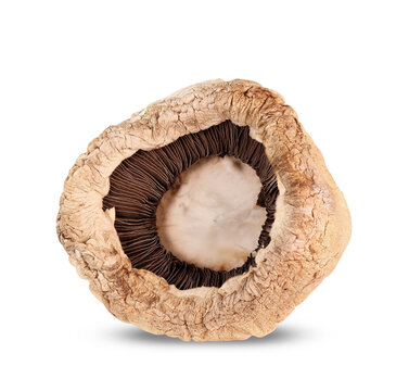 dry mushroom from below
