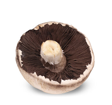 dry mushroom from below