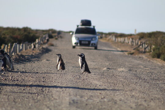 Pinguim de Magalh&atilde;es em Cabo V&iacute;rgenes, na Patag&ocirc;nia Argentina 