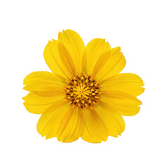 Beautiful yellow cosmos flower isolated on white background isolated on transparent background
