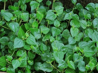 Fresh green peperomia pellucida (shiny bush) plants growing naturally against a dark, moss-covered stone wall in a damp environment	