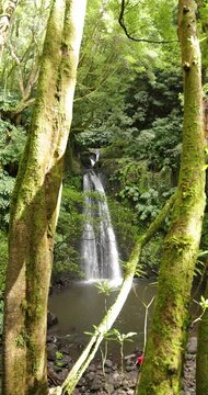 Salto do Prego waterfall in a lush green forest of Azores.