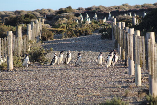 Pinguim de Magalh&atilde;es em Cabo V&iacute;rgenes, na Patag&ocirc;nia Argentina 