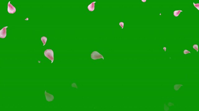 Realistic cherry blossom petals falling animation on green screen, seamless loop, easy color change, element footage
