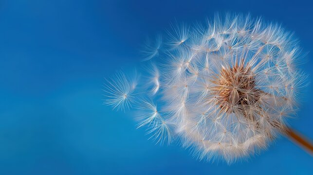 Dandelion seed head with drifting seeds over a sunlit blue sky