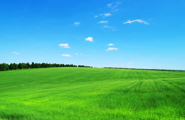 Obraz premium Green field and blue sky. Meadow landscape. Nature background