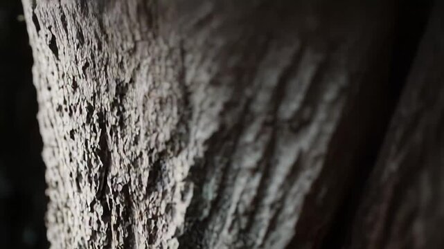 Close up of weathered tree bark showing rugged, fibrous texture with cracks, grooves and earthy tones, highlighting organic patterns and natural aging on a wooden trunk surface