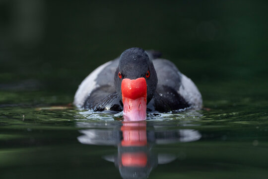 Rosy-billed pochard, rosybill duck in water, Netta peposaca in Argentina