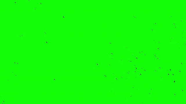 A flock of black birds flying on an alpha channel, a group of crows on a green screen with a chroma key. Silhouettes of migrating birds moving far away in the sky. For VFX compositing.
