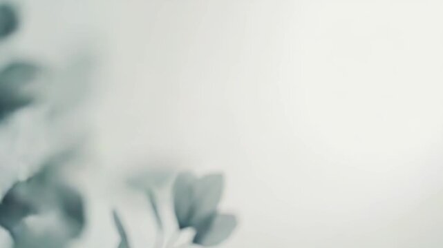 Eucalyptus branch with delicate round leaves receiving soft side light, casting subtle shadows on a minimalist background, evoking a sense of calm serenity and natural beauty