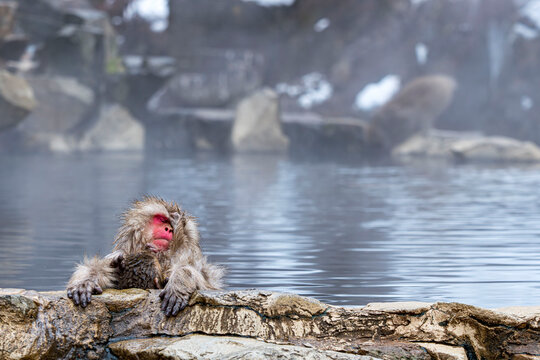 露天風呂に入る猿」の写真素材 | 840件の無料イラスト画像 | Adobe Stock