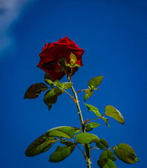 rosa vermelha com folhas e espinhos