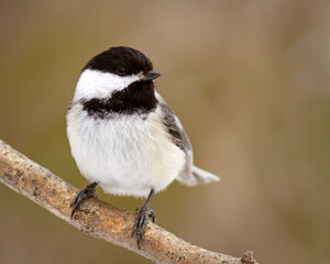 A black-capped chickadee perched on a branch © Simon