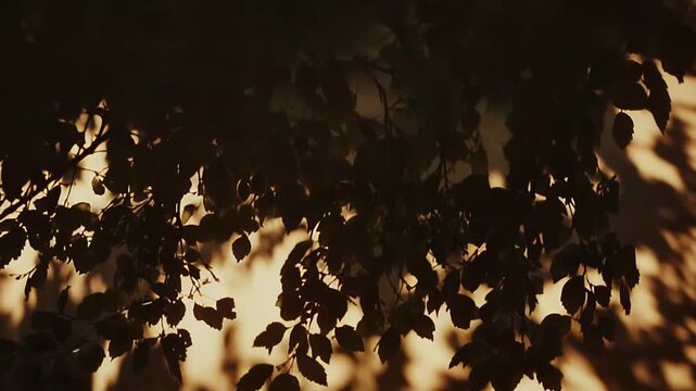 Dark tree branches and leaves cast intricate silhouetted patterns and warm late day light on a textured wall, creating serene, atmospheric shadows and soft golden contrast