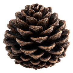 Close up view of a brown pine cone with intricate details and texture