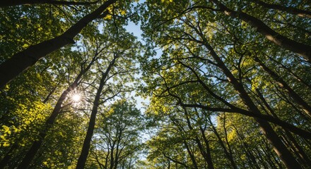 Fototapeta premium A forest canopy with sunlight shining through the trees