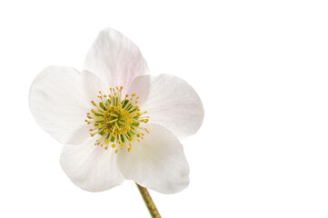 Obraz premium Minimalist Winter Bloom Portrait. This ethereal Hellebore flower displays organic symmetry and delicate textures, offering a serene floral aesthetic for sophisticated seasonal design.
