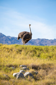 ostrich in the wild