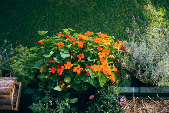 Vibrant orange nasturtium flowers growing in a pot on a city balcony. Surrounded by green foliage in natural summer light. Concept of urban gardening and sustainable home lifestyle