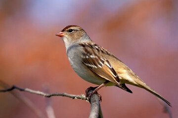 Fototapeta premium Juvenile white-crowned sparrow on a branch with a natural autumn background