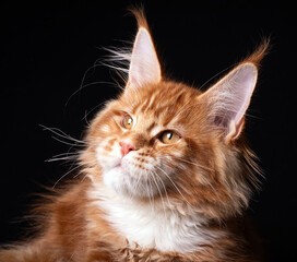Beautiful cute maine coon kitten on black background in studio, isolated.